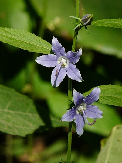 {Campanula americana}